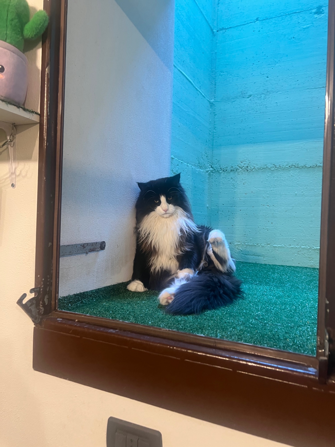 Gatto bianco e nero nell'area finestrata della pensione