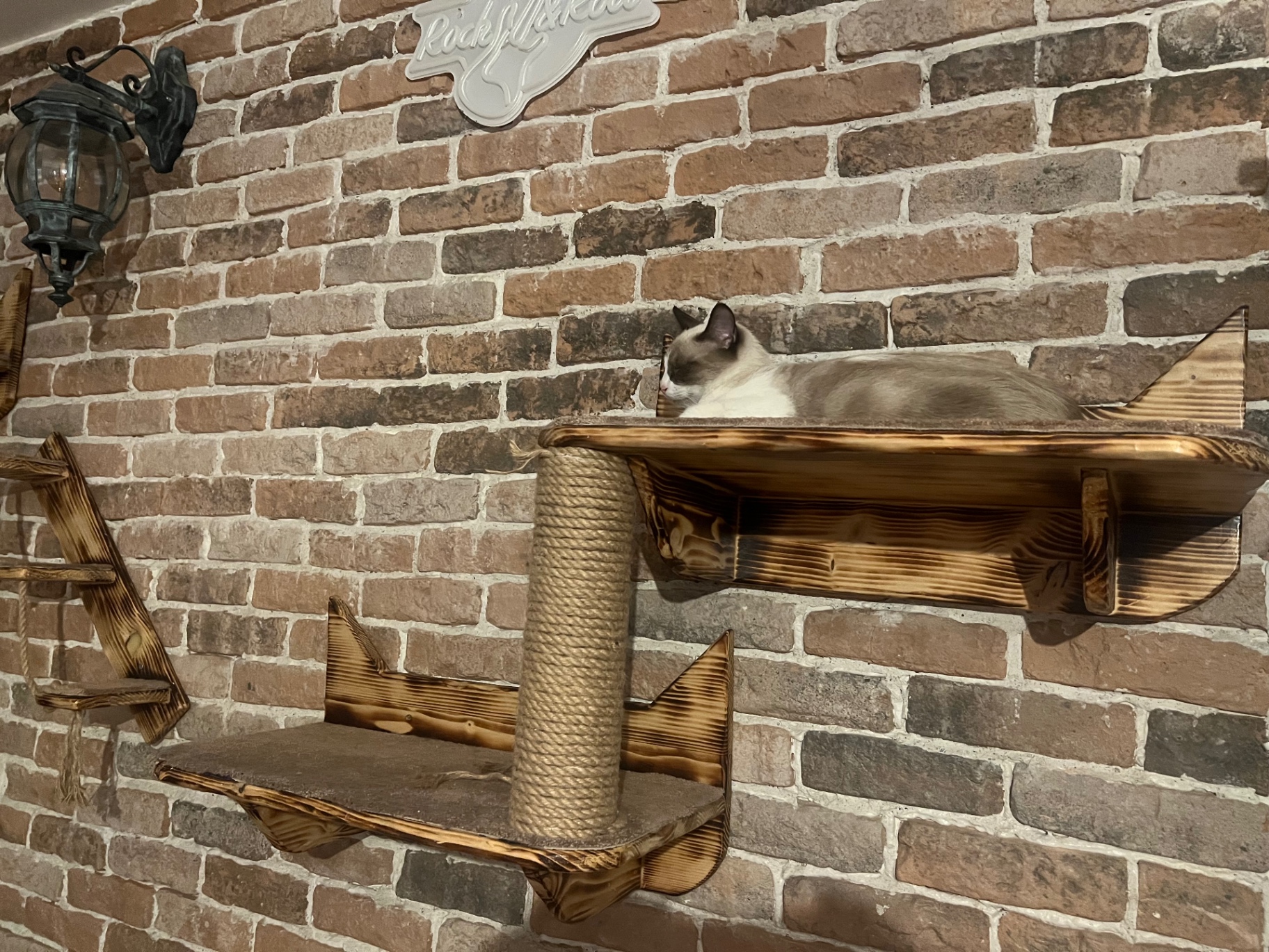 Gatto a riposo su una mensola in legno, con ripiani e tiragraffi verticale in corda